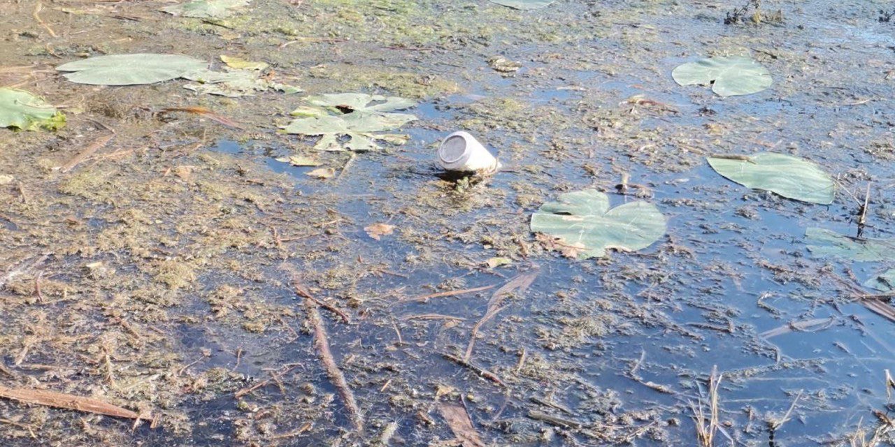 Kahramanmaraş’ta Nilüfer Çiçekleri havzası tehdit altında