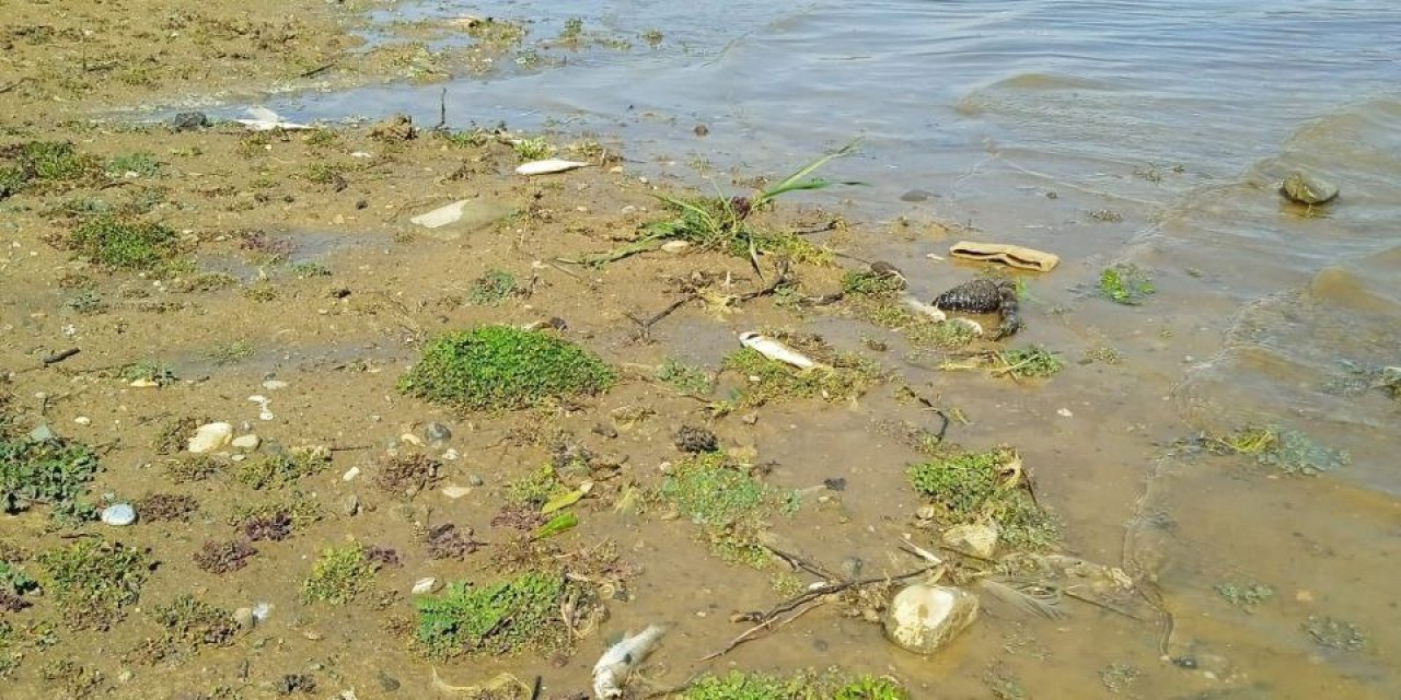 Kahramanmaraş’ta toplu balık ölümleri endişe veriyor  