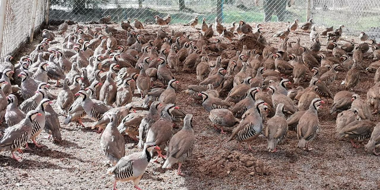 Kene ve süne savaşçıları Kahramanmaraş’ta üretiliyor!