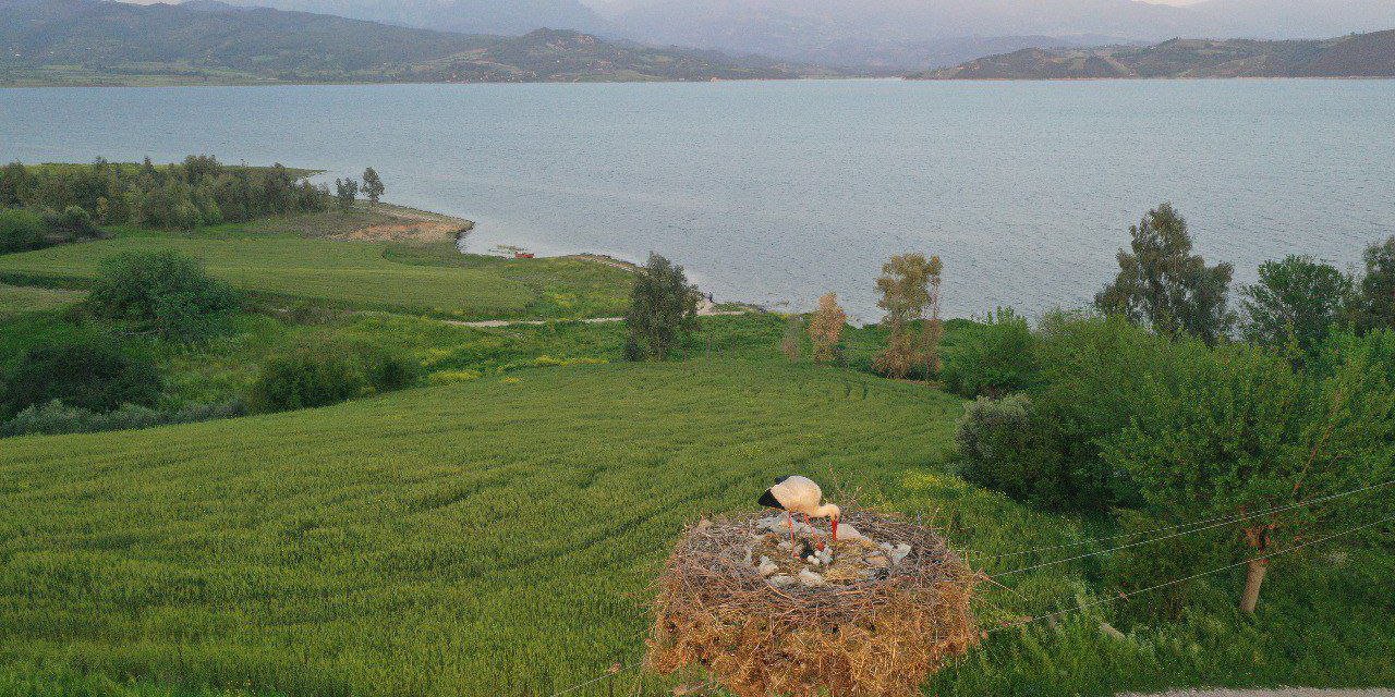 Kahramanmaraş’ta Leylek ve Yavruları Drone ile Görüntülendi  