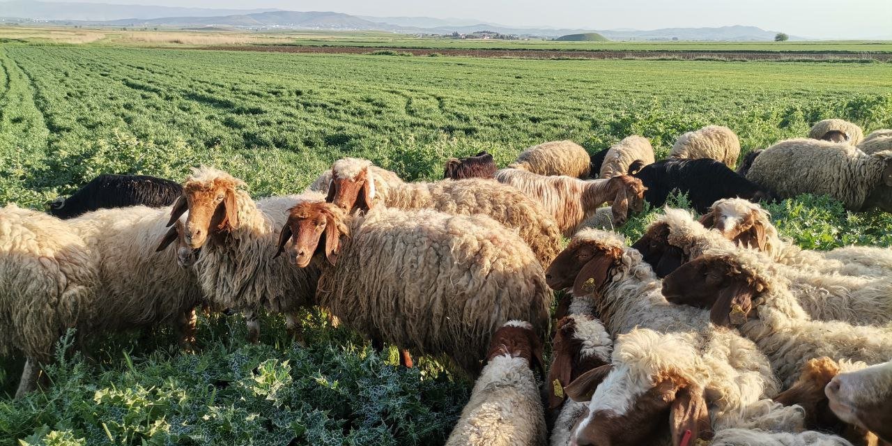 Kahramanmaraş'ta Göçerler, Yaylalarda Üretime Başladı  