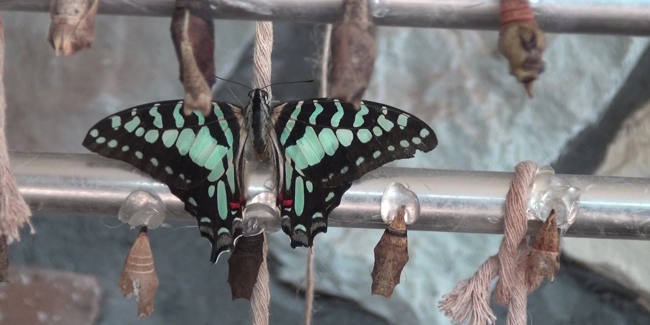 Kahramanmaraş’ta kelebek etkisi…