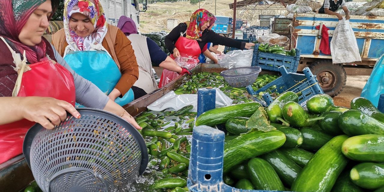 Kahramanmaraş'ta Salatalık Hasadı Başladı: 35 Bin Ton Rekolte Bekleniyor 