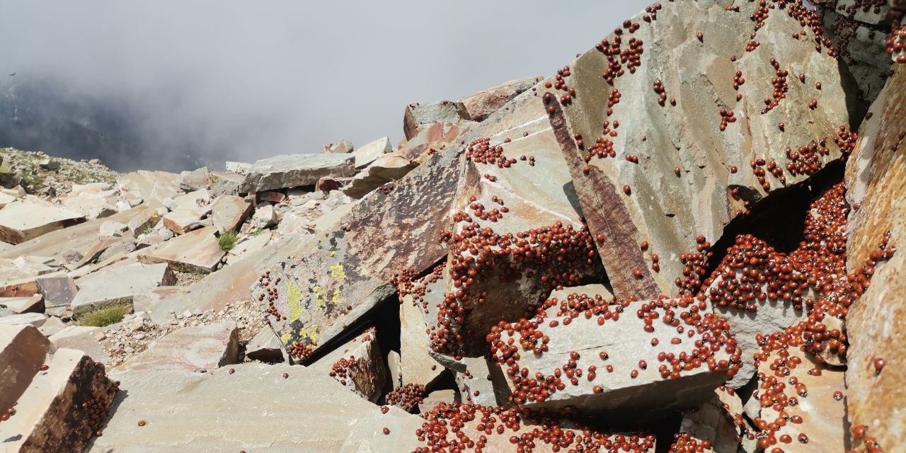 Kahramanmaraş’ta Uludaz Tepesinde Uğur Böcekleri Fotoğraflandı