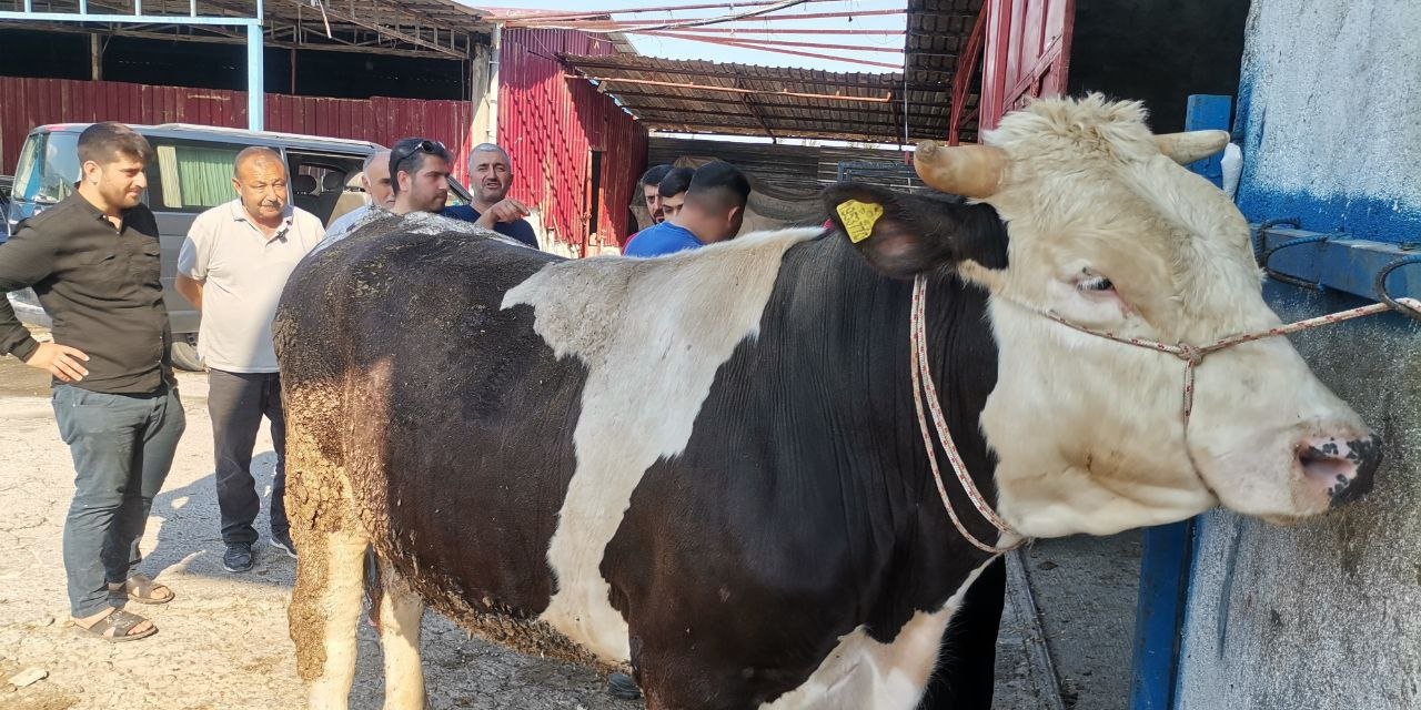 Kahramanmaraş’ta kurban satışlarında pazarlıklar sıkılaştı 