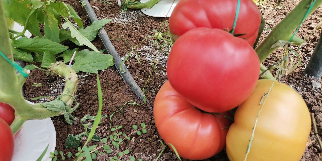 Kahramanmaraş'ta Örtü Altı Seralarda Rekor Domates Rekoltesi  