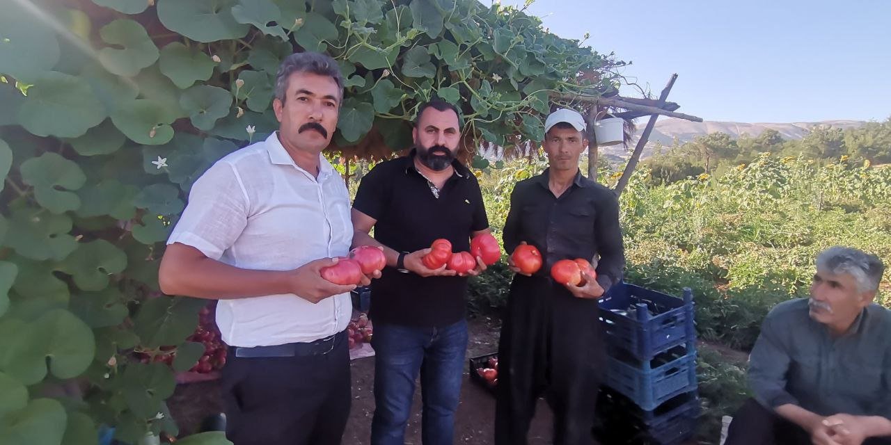 Kahramanmaraş’ta Sarp Arazilerde Domates Hasadı Başladı 