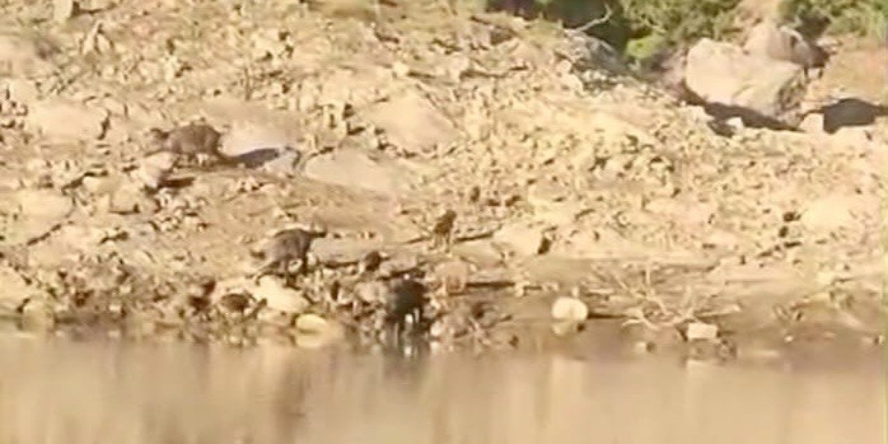 Andırın’da Baraj Kenarında Yaban Domuzu Sürüsü Görüntülendi