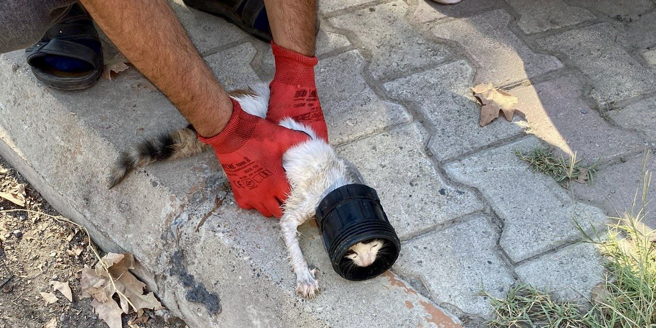 Kahramanmaraş’ta Kafası Sıkışan Kedi İtfaiye Ekiplerince Kurtarıldı