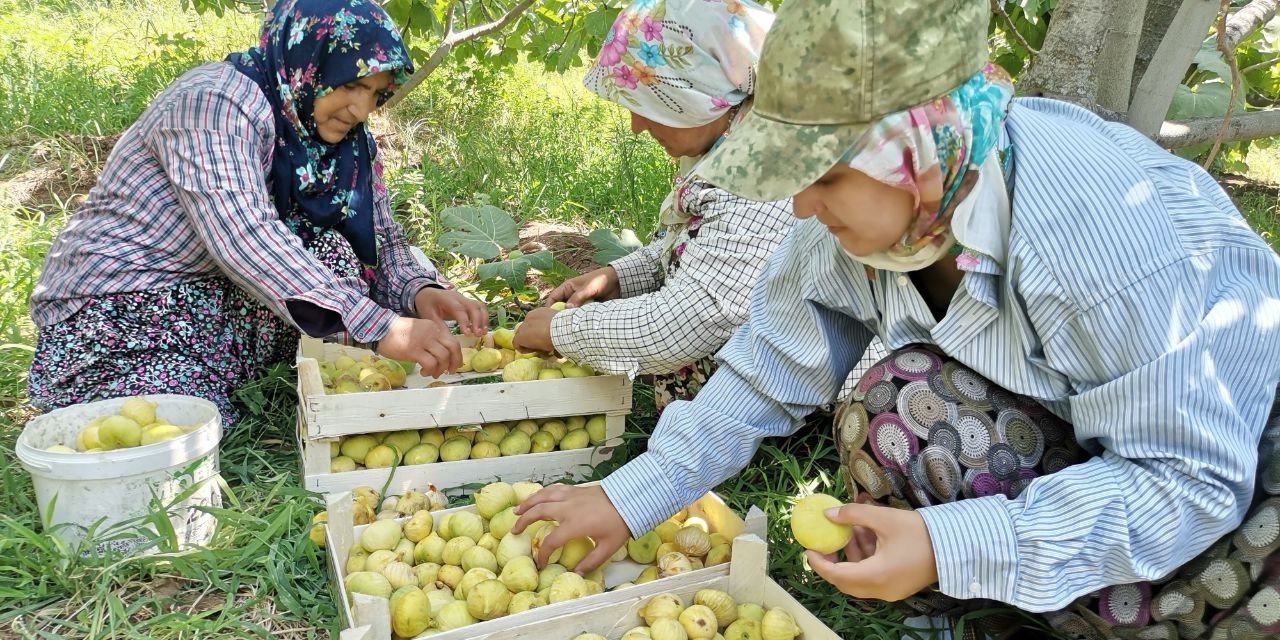 Kahramanmaraş’ta Verimsiz Araziler Coğrafi Tescilli İncirle Değerlendiriliyor