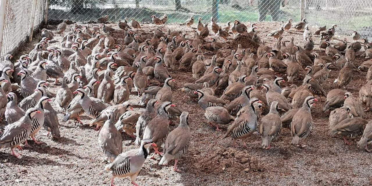 Kahramanmaraş'ta bu yıl 6 bin keklik üretildi  