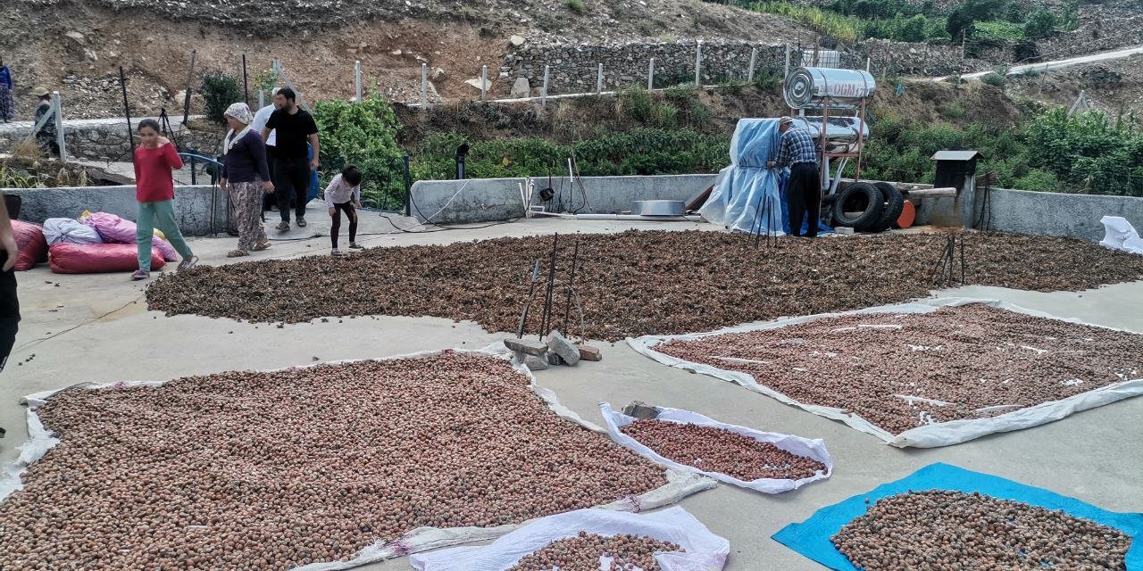 Kahramanmaraş’ta fındık köylülerin gelir kapısı oldu  