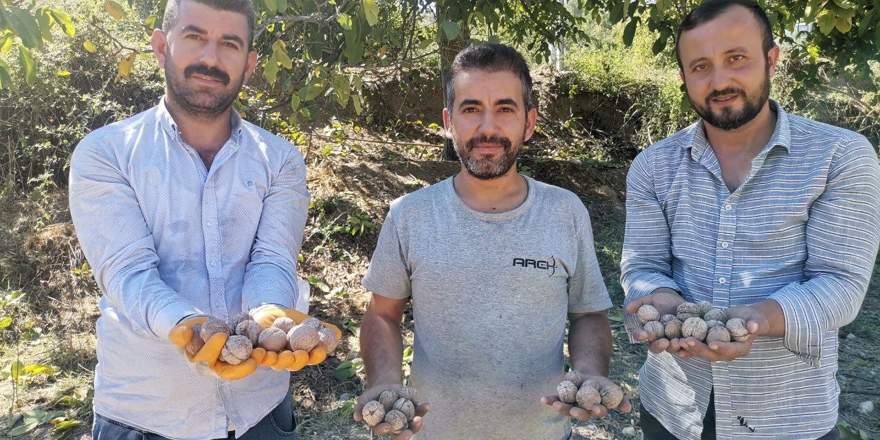 Kahramanmaraş’ta coğrafi tescilli ceviz ihracatı başladı  
