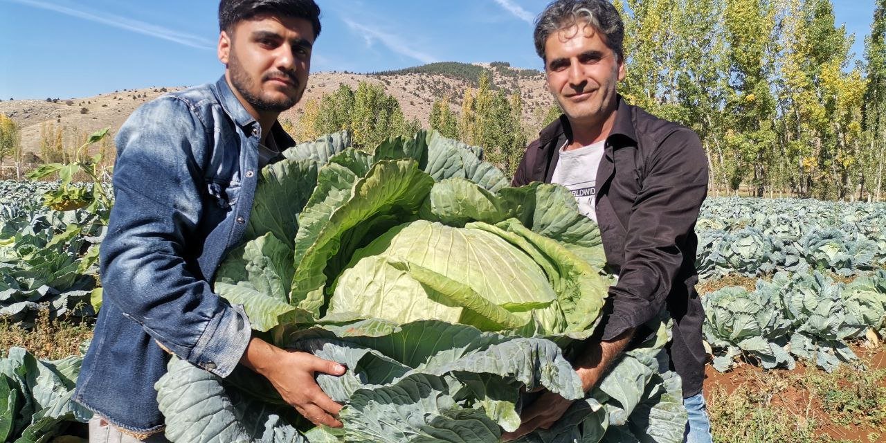 Kahramanmaraş'ta Dev Lahana Hasadında Rekor  