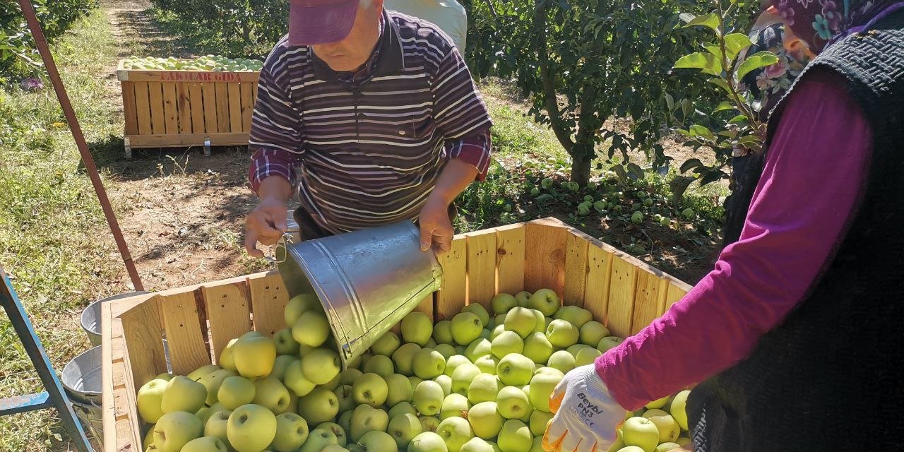 Kahramanmaraş'ta 60 Bin Ton Elma Rekoltesi Bekleniyor 