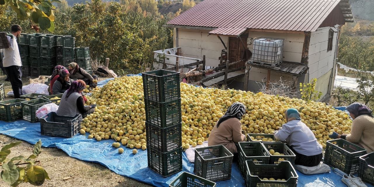 Kahramanmaraş’tan Ortadoğu’ya 5 Bin Ton Ayva İhracatı