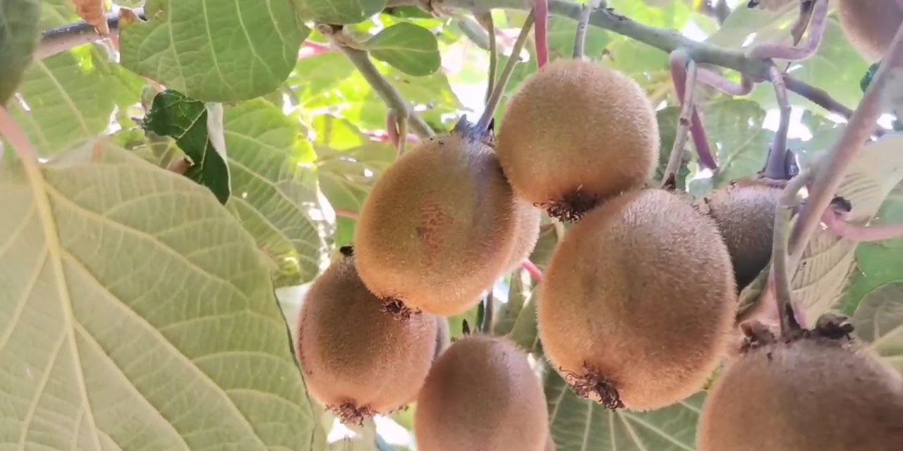 Kahramanmaraş’ta Devlet Destekli Kivi Üretimi Başladı 