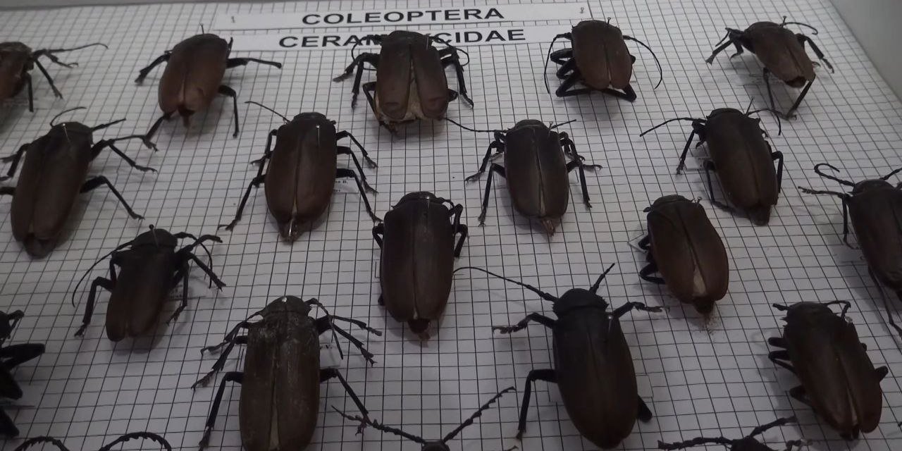 Kahramanmaraş’ta Böcek Müzesi Ziyaretçilerine Kapılarını Açtı