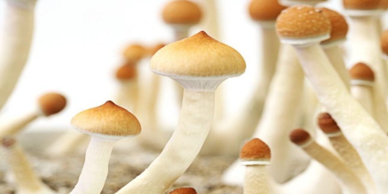 Sihirli Mantarın Kanser Kaygısına Etkisi Nedir?