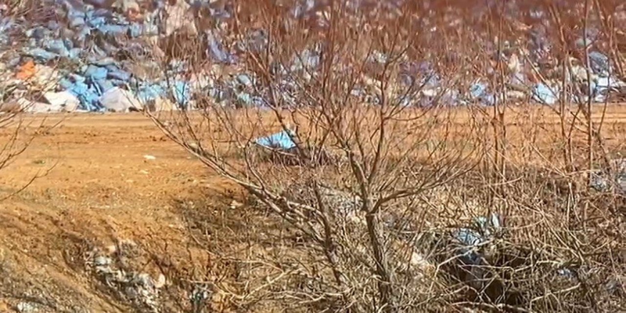 Göksun’da Köpek Ölümleri Tepki Çekti