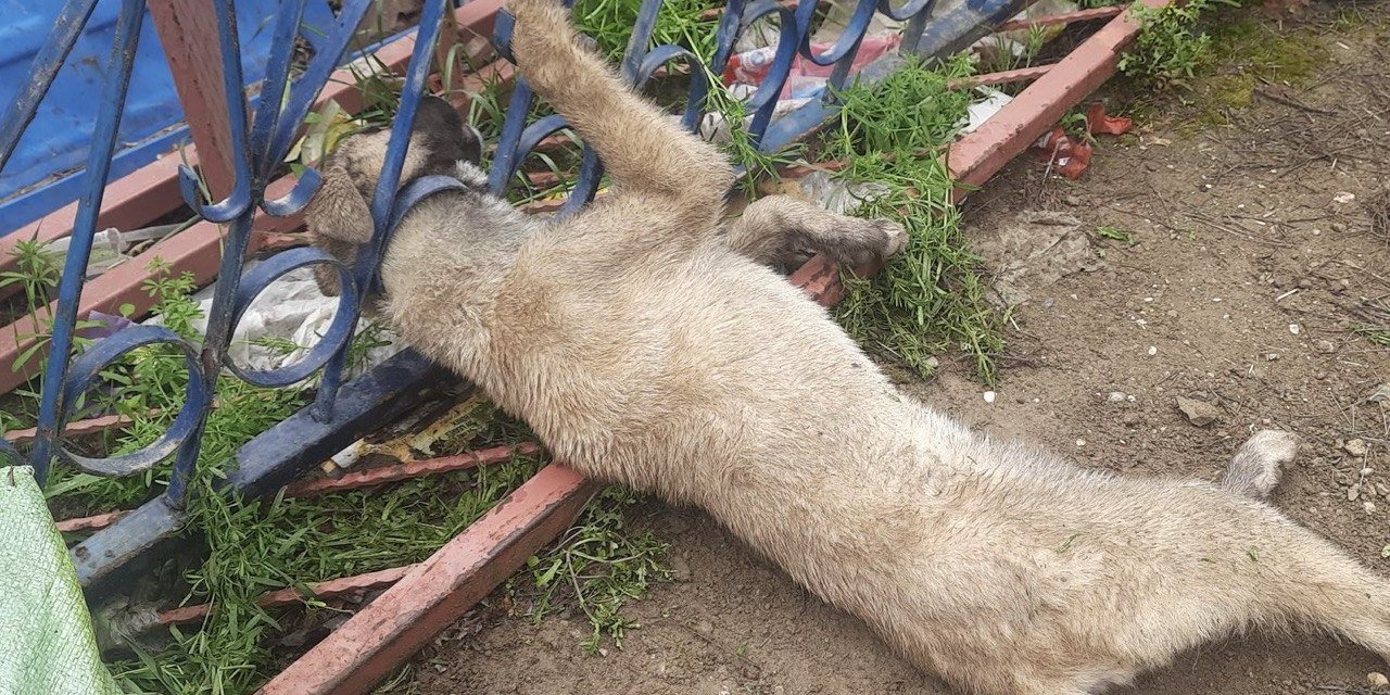 Demir korkuluklara sıkışan köpek itfaiye ekiplerince kurtarıldı