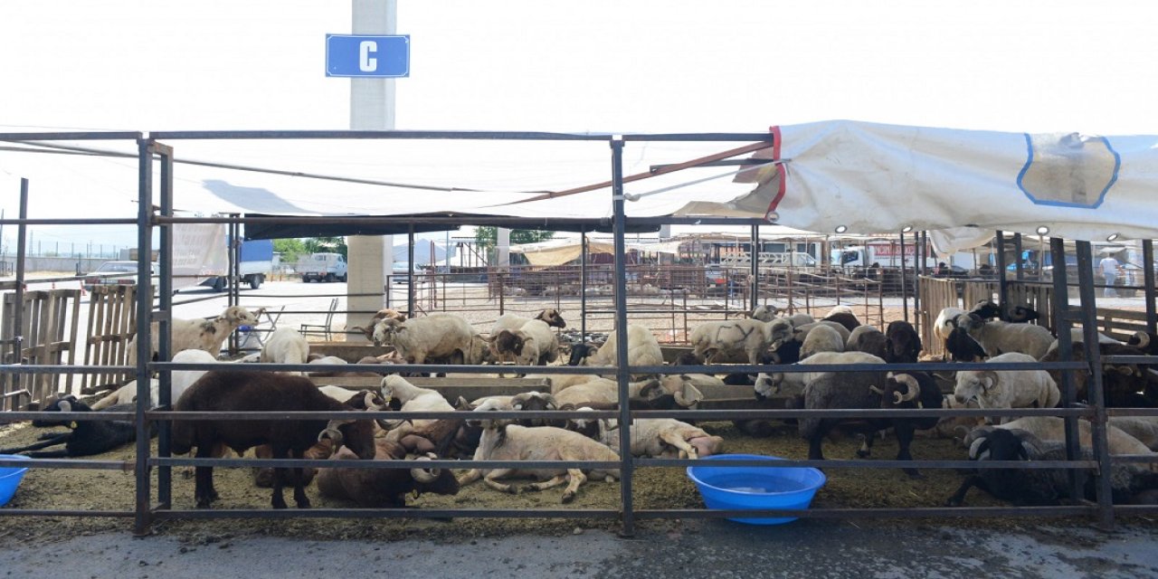 Kahramanmaraş’ta Kurbanlık Hayvan Satış Fiyatları Belirlendi