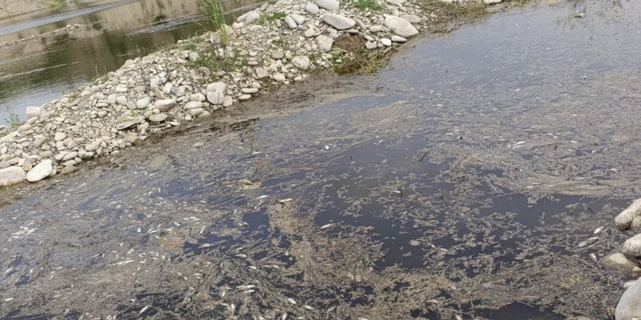 Kahramanmaraş’ta Toplu Balık Ölümleri Endişeye Neden Oldu