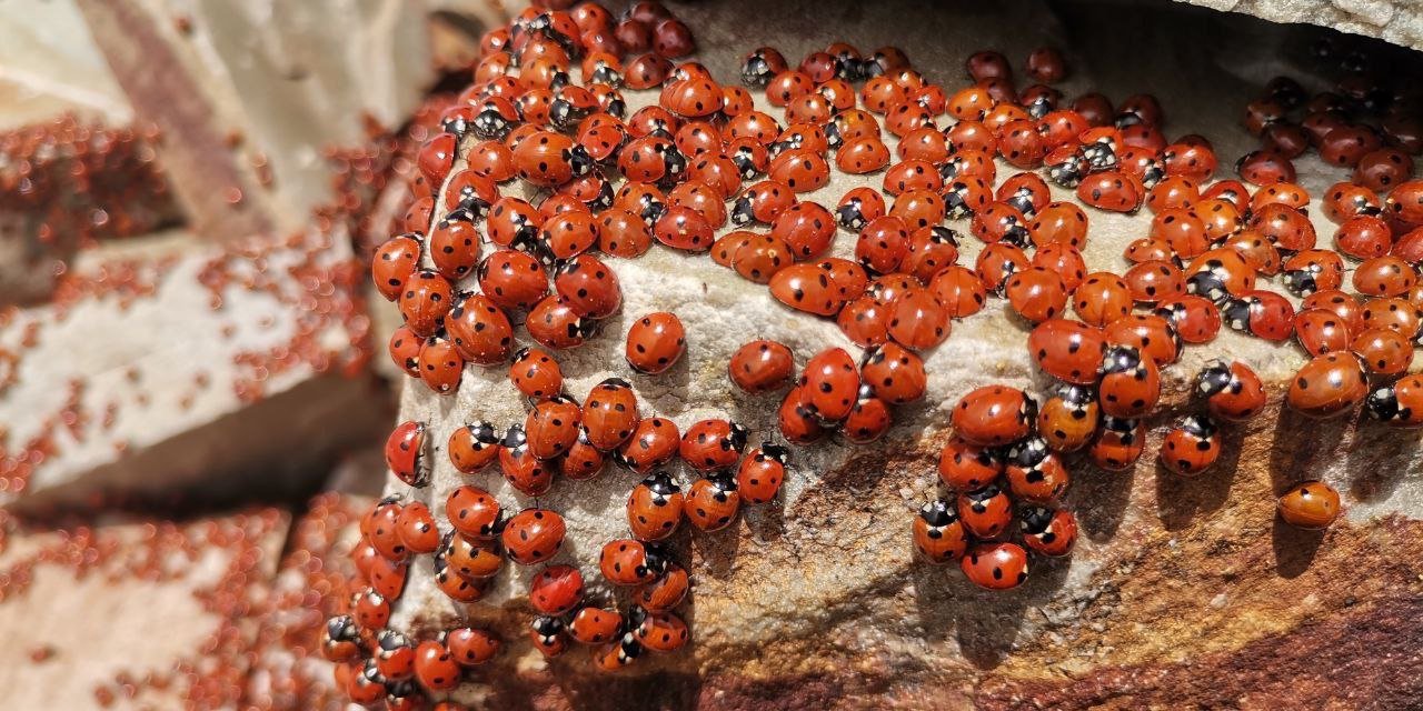 Kahramanmaraş’ta Uludaz Tepesinde Uğur Böcekleri Fotoğraflandı