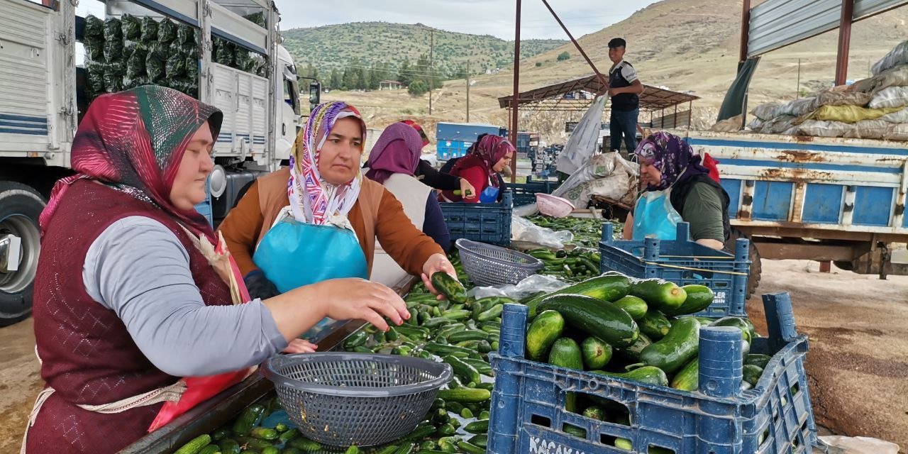 Kahramanmaraş'ta Salatalık Hasadı Başladı: 35 Bin Ton Rekolte Bekleniyor