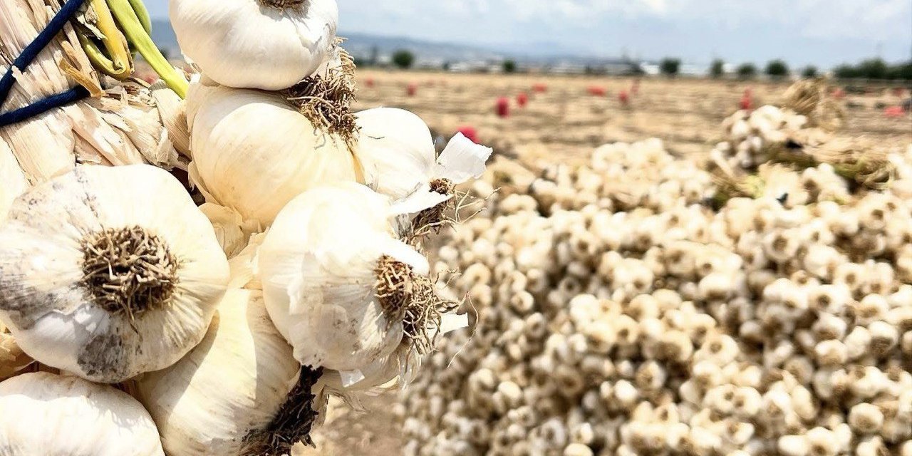 Kahramanmaraş’ta sarımsak hasadı başladı
