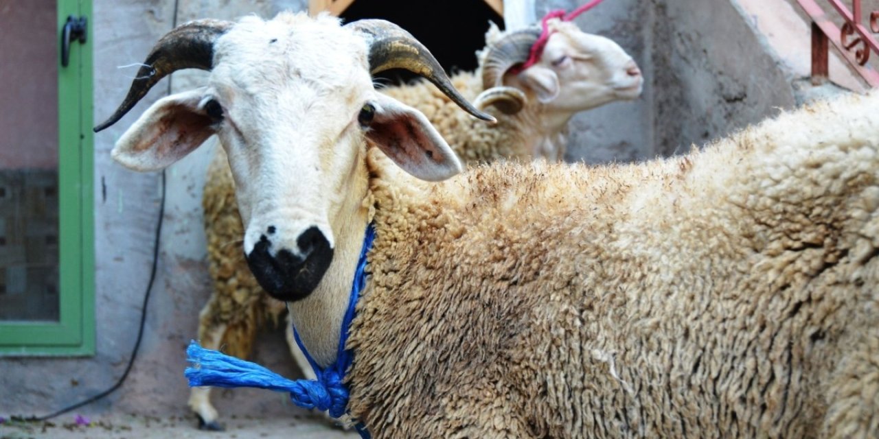 Kurban Bayramı nedir? Neden kutlanır? Arife ve bayram günleri yapılması gerekenler