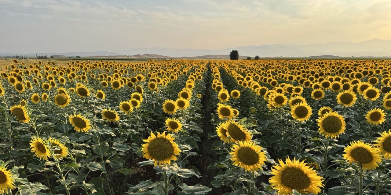 Kahramanmaraş'ta manzara hayran bıraktı 