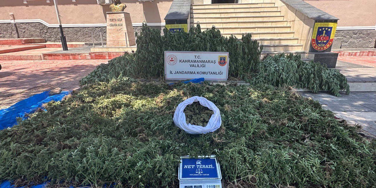 Pazarcık’ta kenevir operasyonu