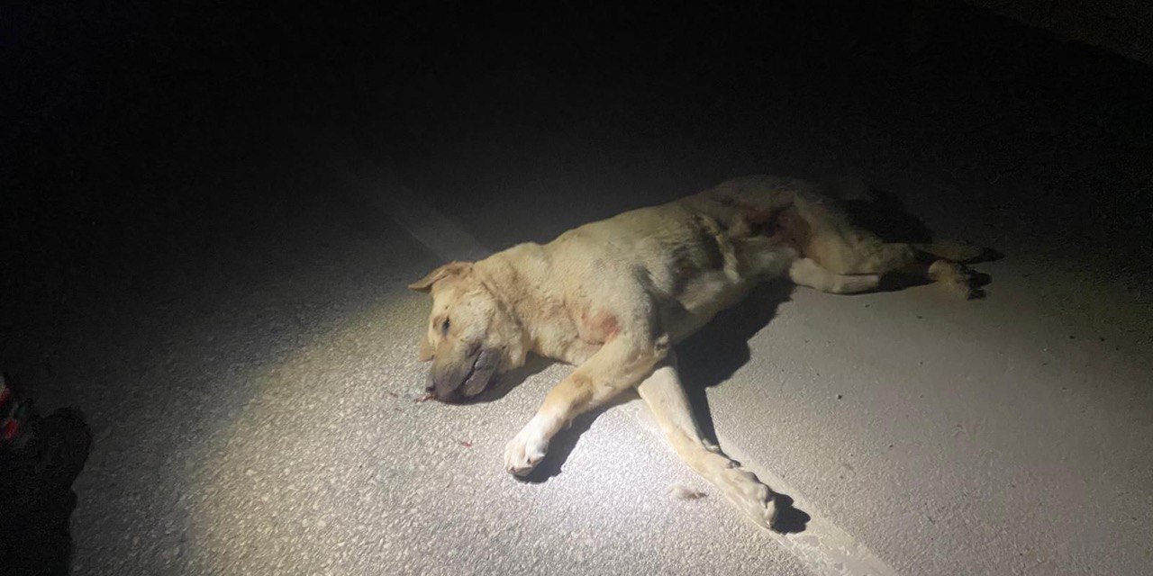 Kahramanmaraş’ta köpekleri zehirlediği iddiasıyla gözaltına alındı