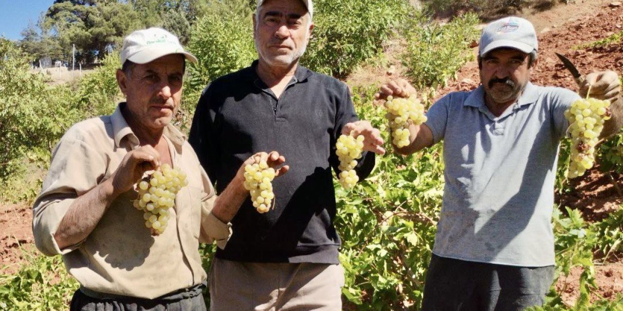 Kahramanmaraş’ta coğrafi işaretli kabarcık üzümünde hasat zammı 
