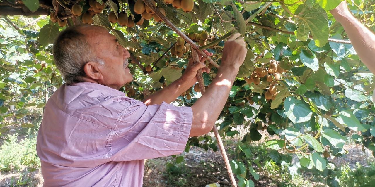 Kahramanmaraş’ta fındık yeni gelir kapısı oldu 