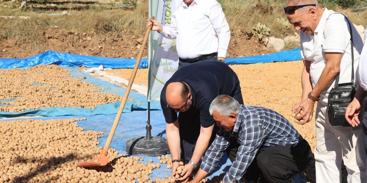 Kahramanmaraş’ta coğrafi tescilli ceviz ihracatı başladı  