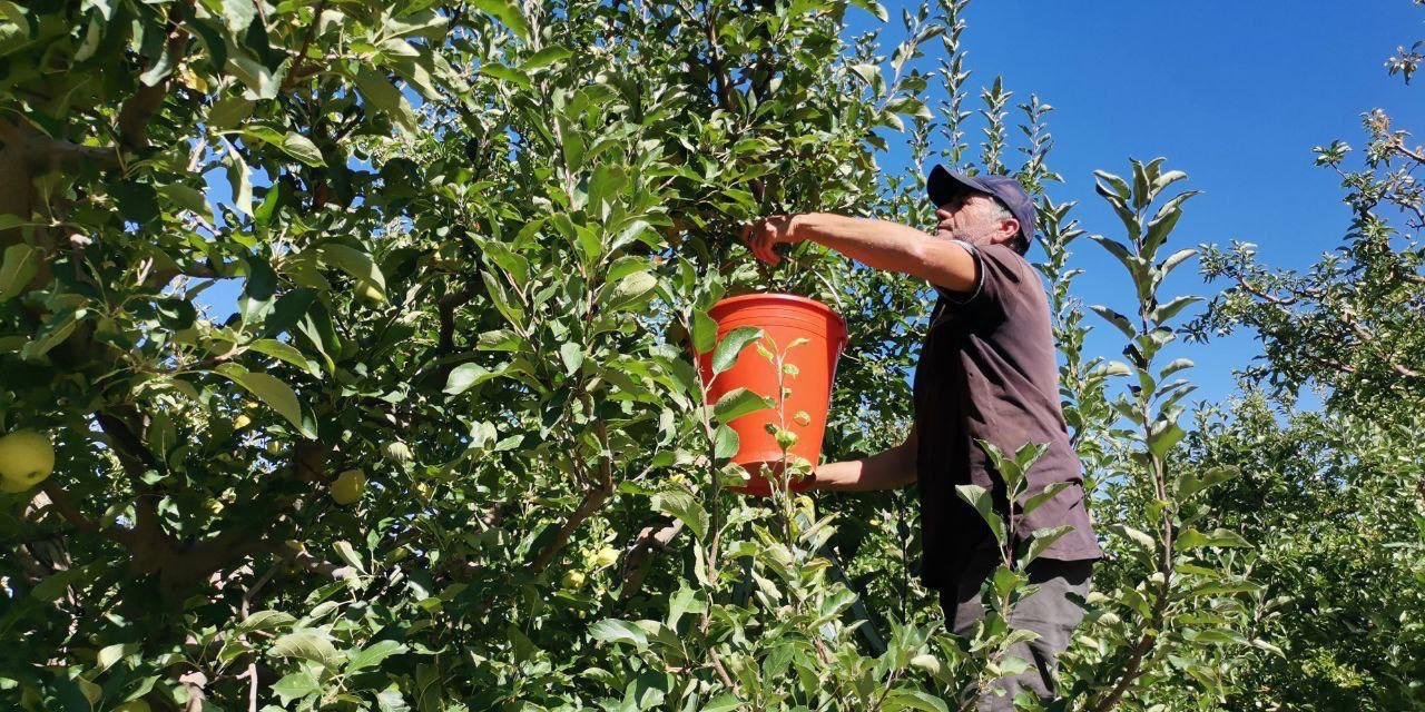 Kahramanmaraş'ta 60 Bin Ton Elma Rekoltesi Bekleniyor