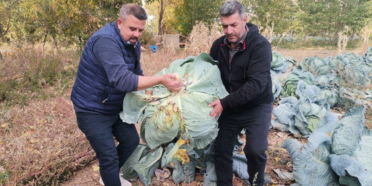 Kahramanmaraş’ta Dev Lahanalar Pazara İndi
