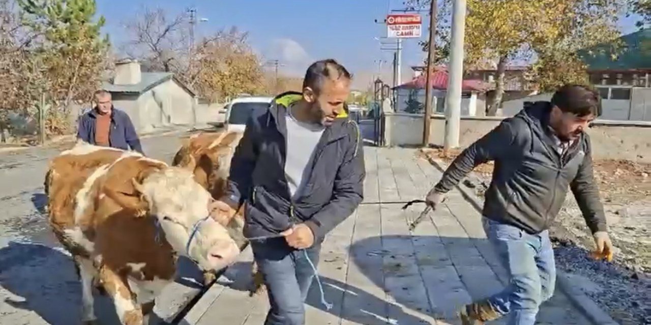 Şekerli Vakfı Yangın Mağduru Üreticiye Umut Oldu: 3 Damızlık Gebe Düve Teslim Edildi