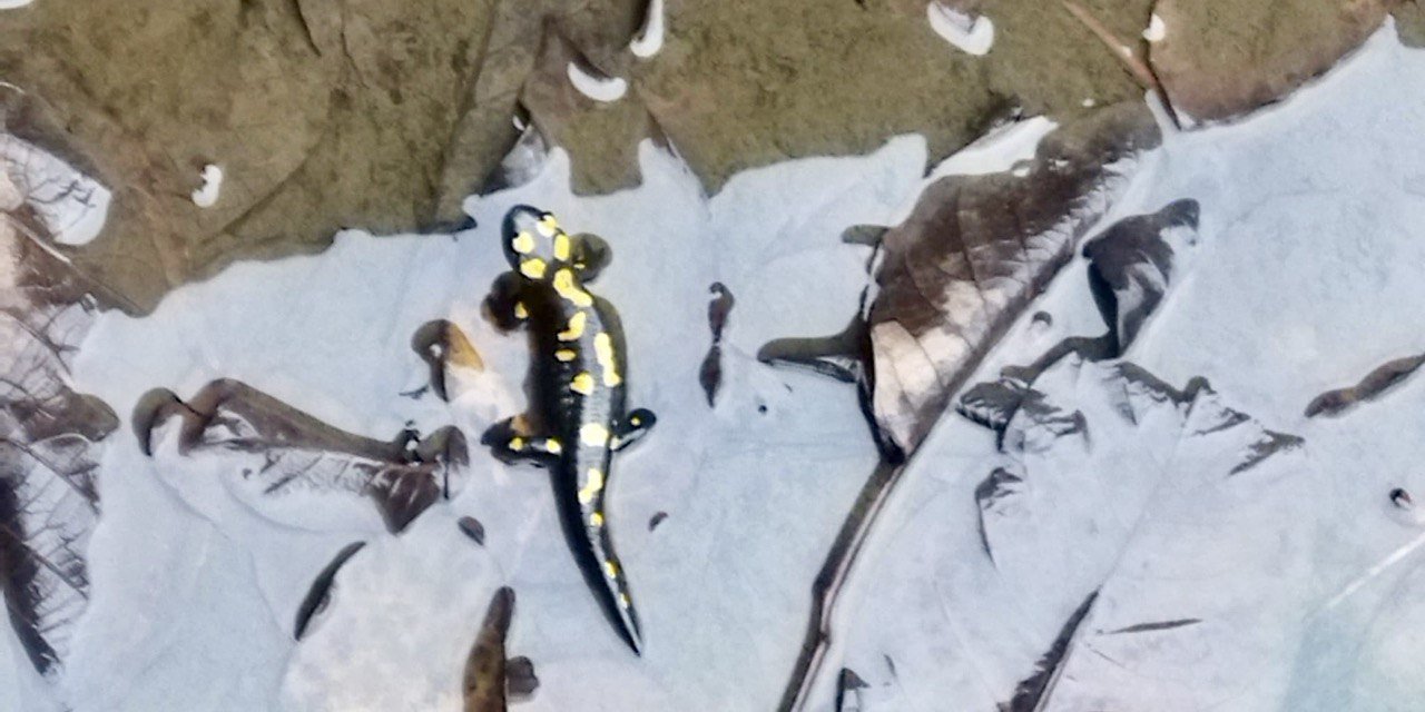 Kahramanmaraş’ta Nesli Tehlike Altındaki Anadolu Semenderleri Havuzda Görüntülendi