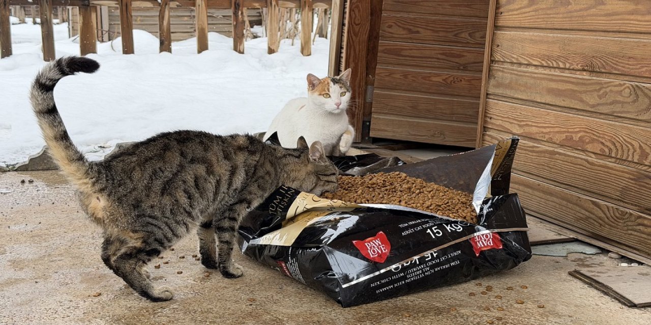 Soğuk Havada Can Dostlara Şefkat Eli