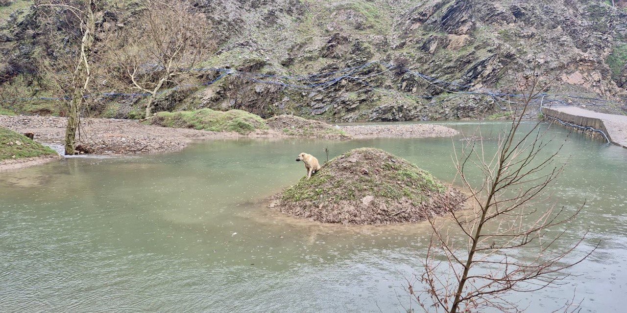 Kahramanmaraş’ta Mahsur Kalan Köpek Kurtarıldı