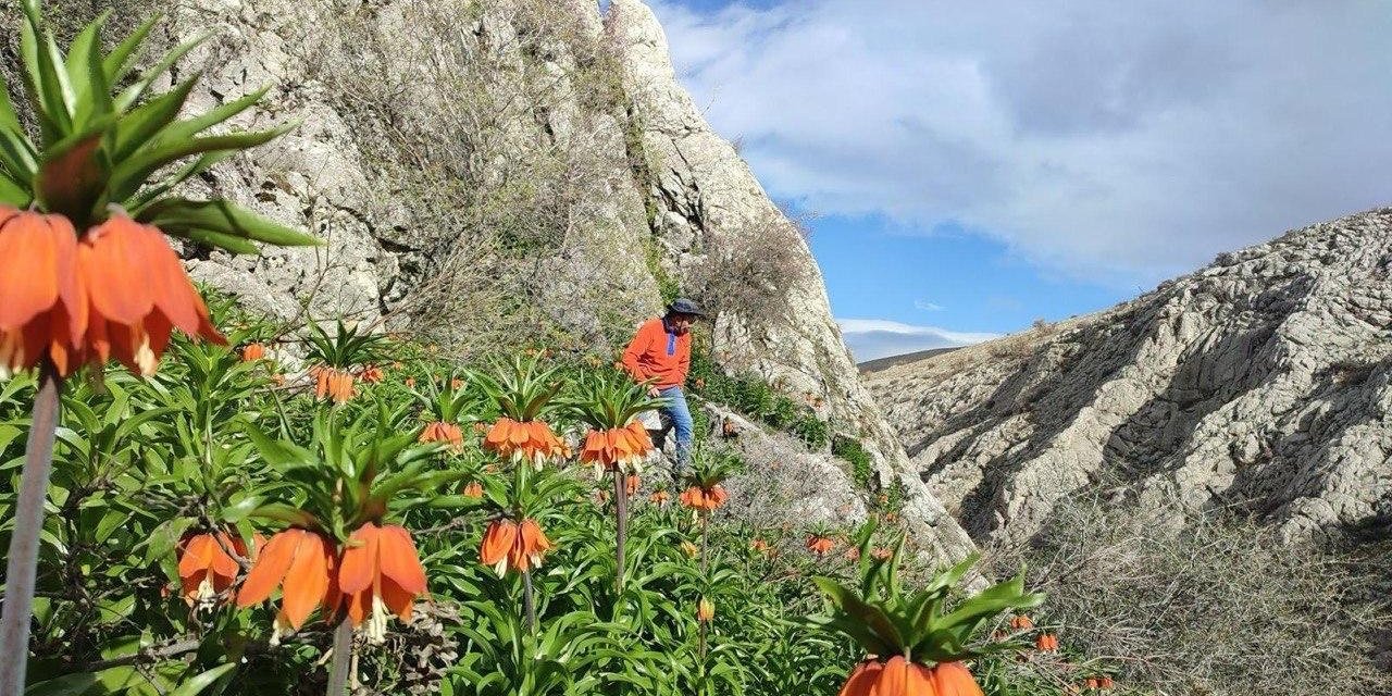 Kahramanmaraş’ta ters laleler doğaseverleri büyülüyor