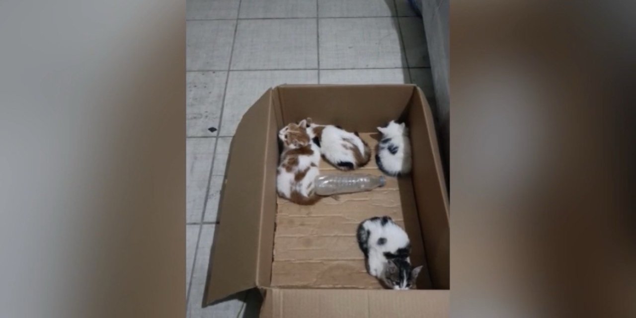 Kahramanmaraş’ta yavru kediler için itfaiye ekipleri seferber oldu 