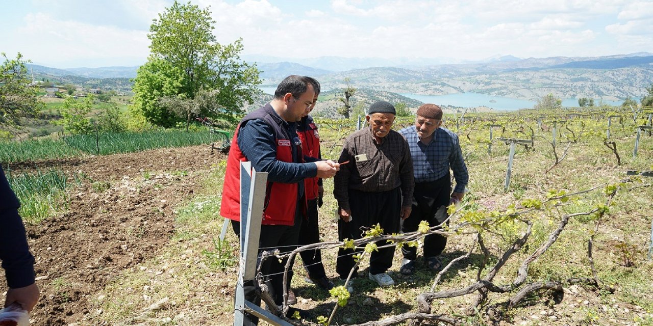 Bertiz’de Kabarcık Üzümüne Doğal Koruma Hamlesi