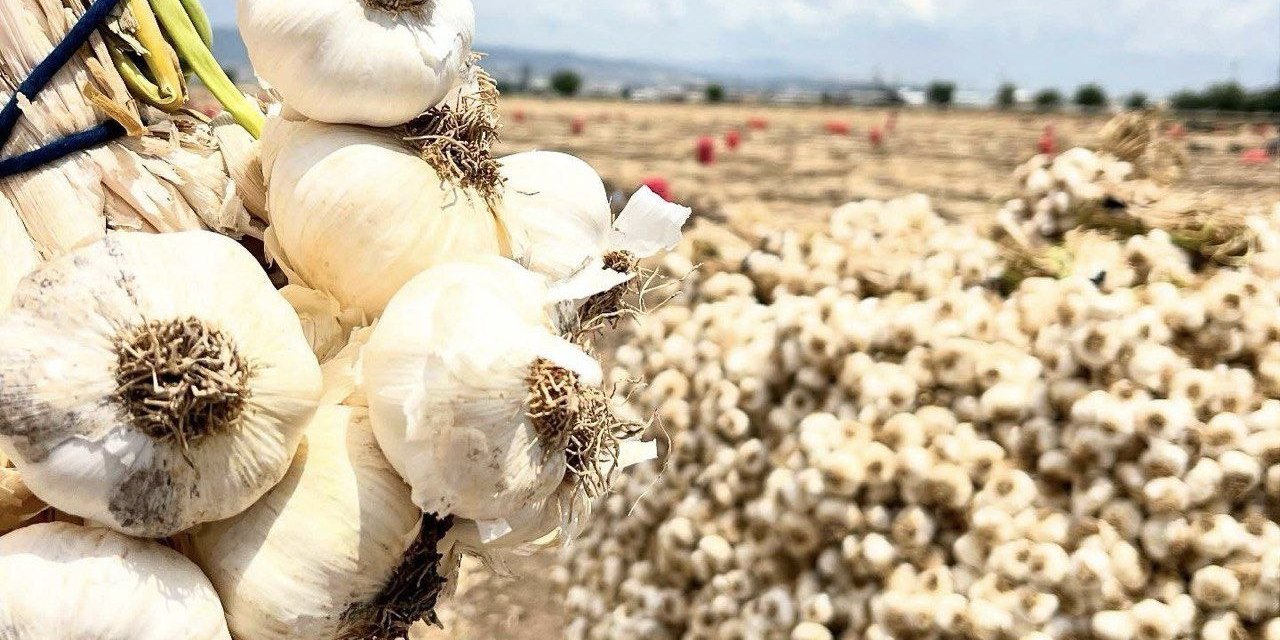 Kahramanmaraş’ta sarımsak hasadı başladı