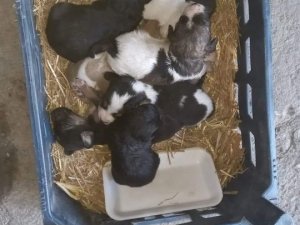 Kahramanmaraş’ta vicdansızlık böyle görüntülendi