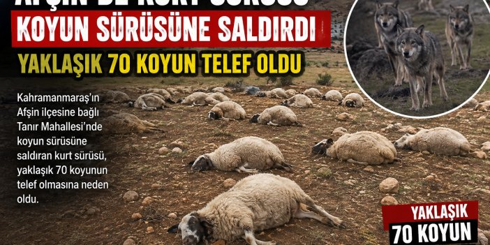 Afşin’de kurt sürüsü koyun sürüsüne saldırdı
