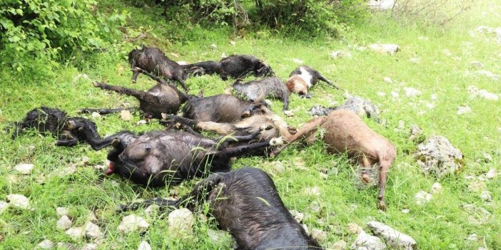 Kahramanmaraş’ta sürüye kurt saldırısı: 6 koyun telef oldu, 10 keçi kayboldu